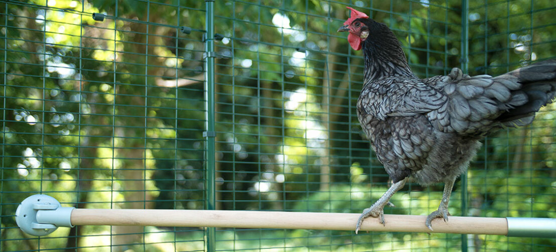dik Omgekeerd Boer Omlet zitstok voor kippen | Omlet