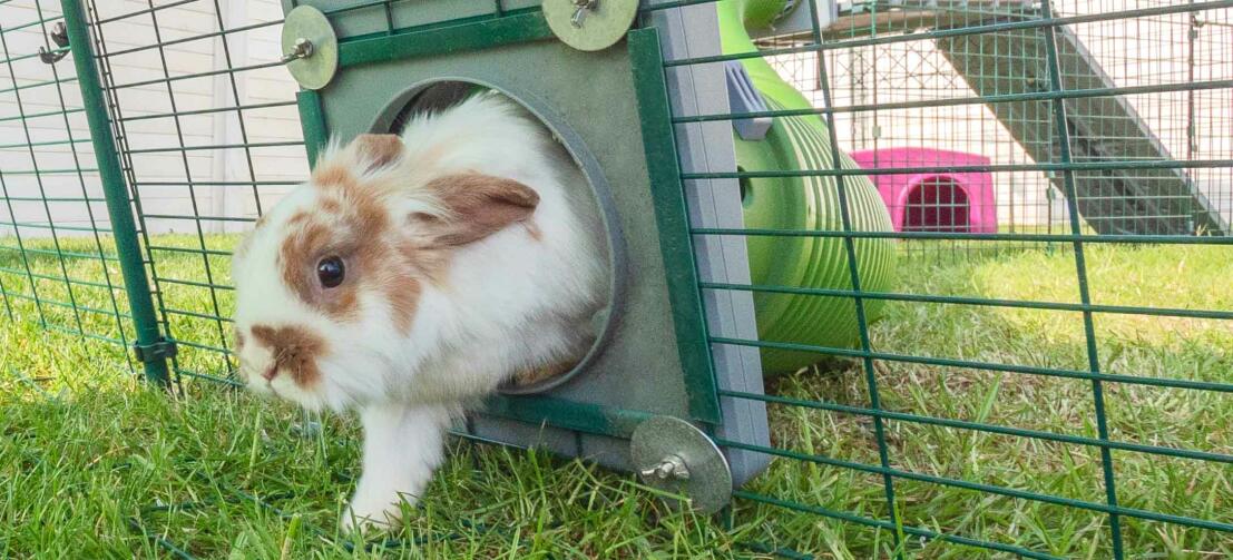 Heup Positief Bloeden Zippi tunnelsysteem voor konijnen | Omlet