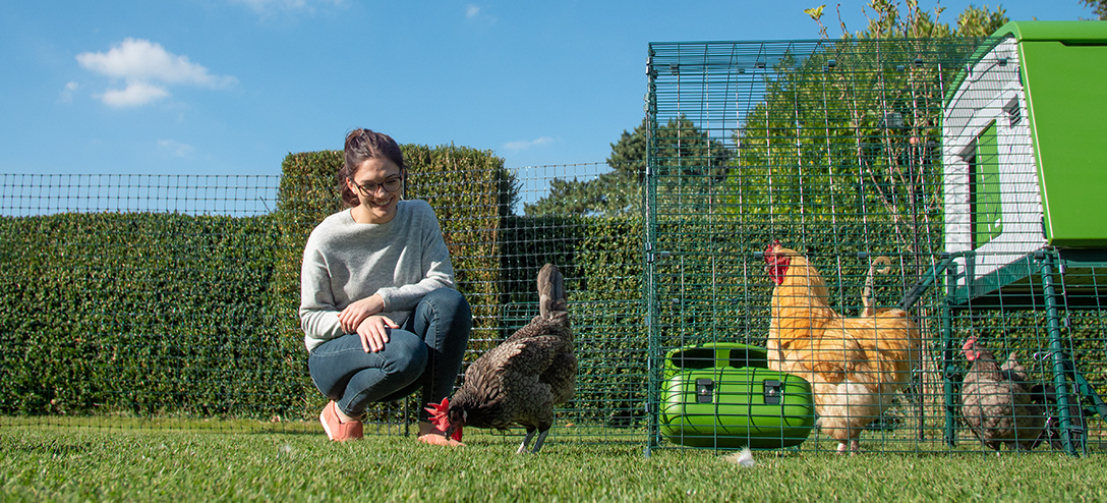George Eliot binnenplaats Tapijt Omlet afrastering voor kippen | Pluimveenetten voor kippen | Omlet