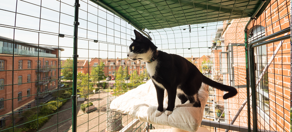 Remmen Zuinig Ieder Balkon kattenren | Dé stadse kattenren | Omlet