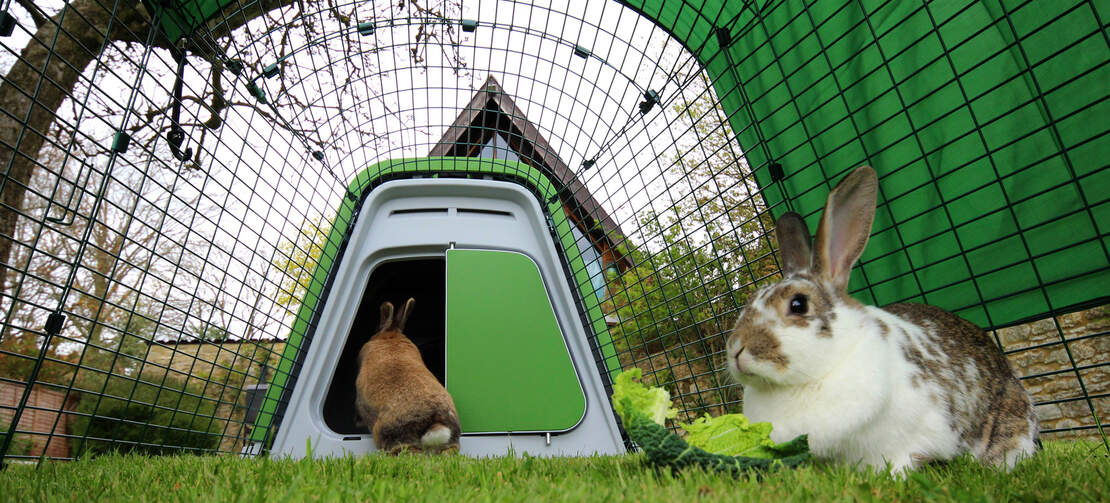 Dijk Kindercentrum vaardigheid Eglu Go konijnenhok | Plastic hok en ren voor konijnen | Omlet