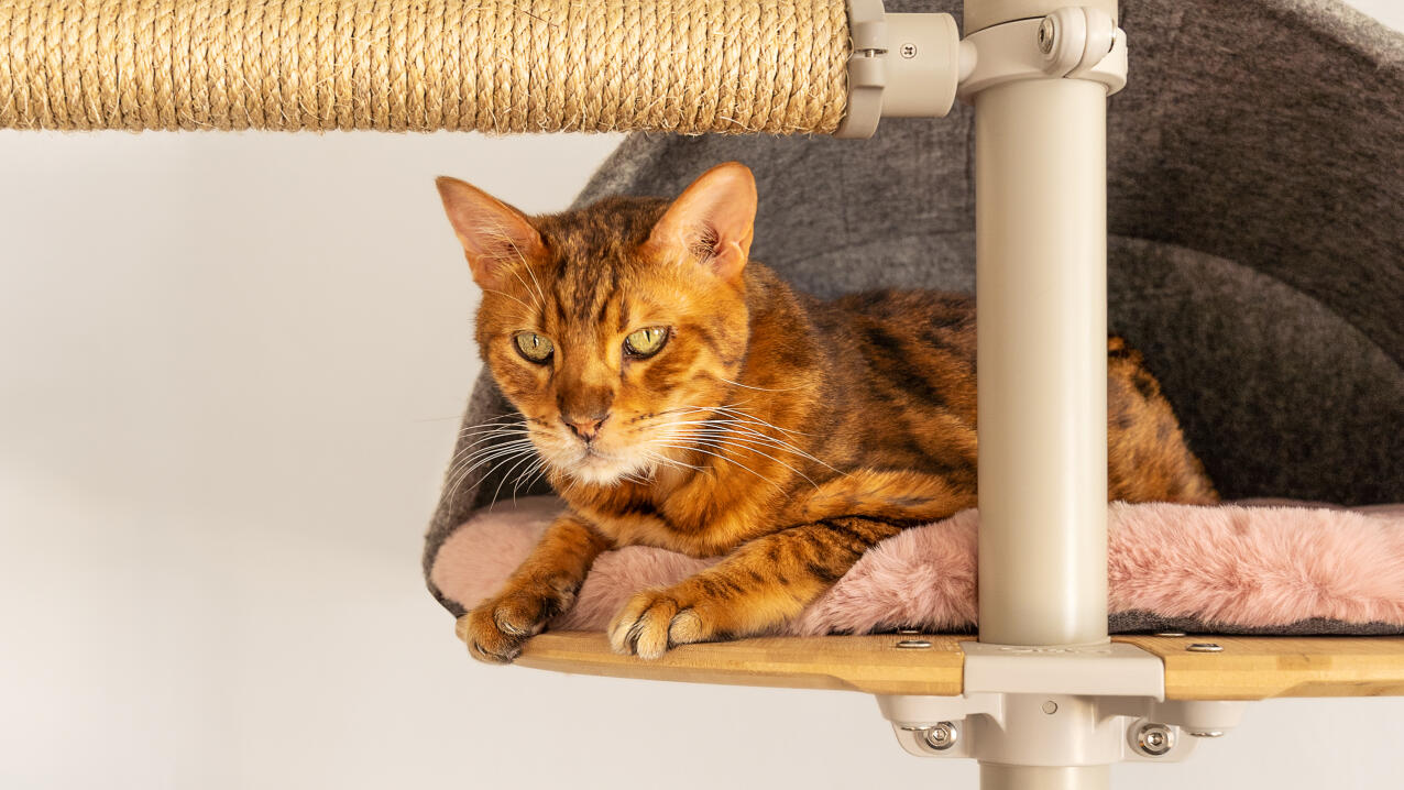 Een kat ligt in een hol op de Freestyle indoor kattenboom