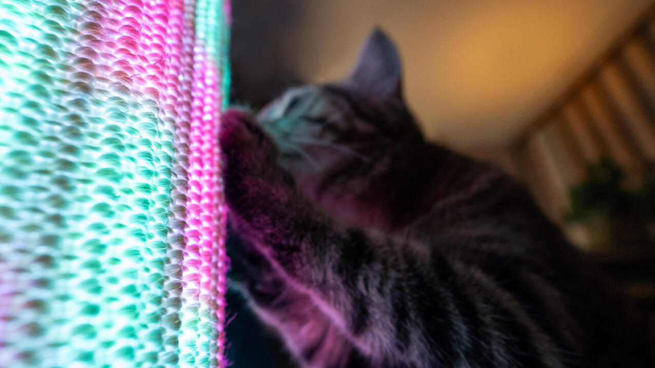 Detail van een kat die aan de Switch krabt met roze en blauw lichtmodus