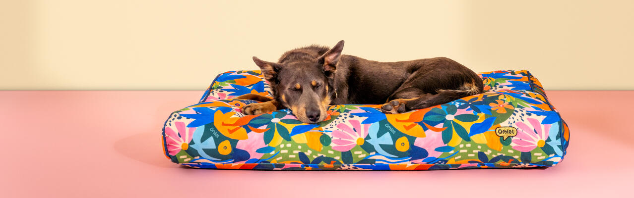 Hond rustend in een kussen hondenbed