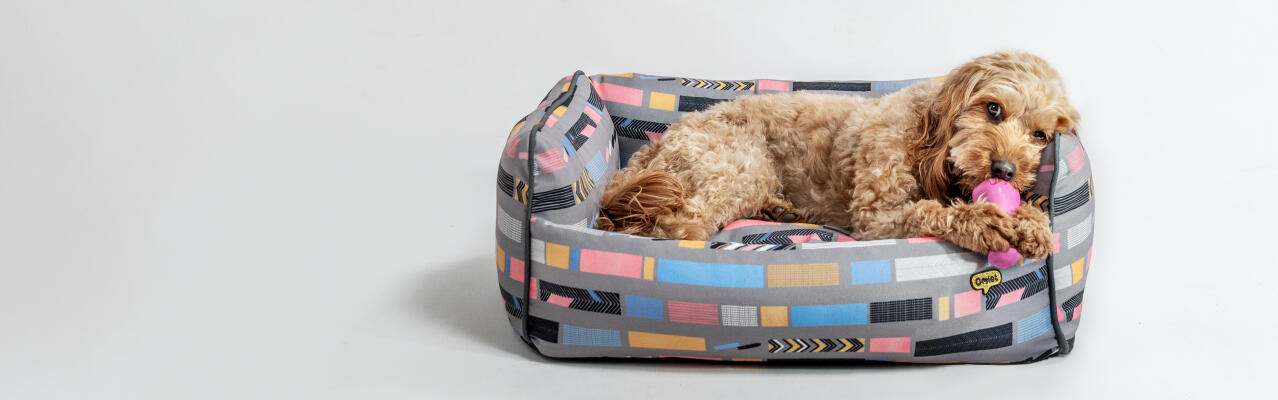 Hond slaapt in het Omlet medium kussen hondenbed