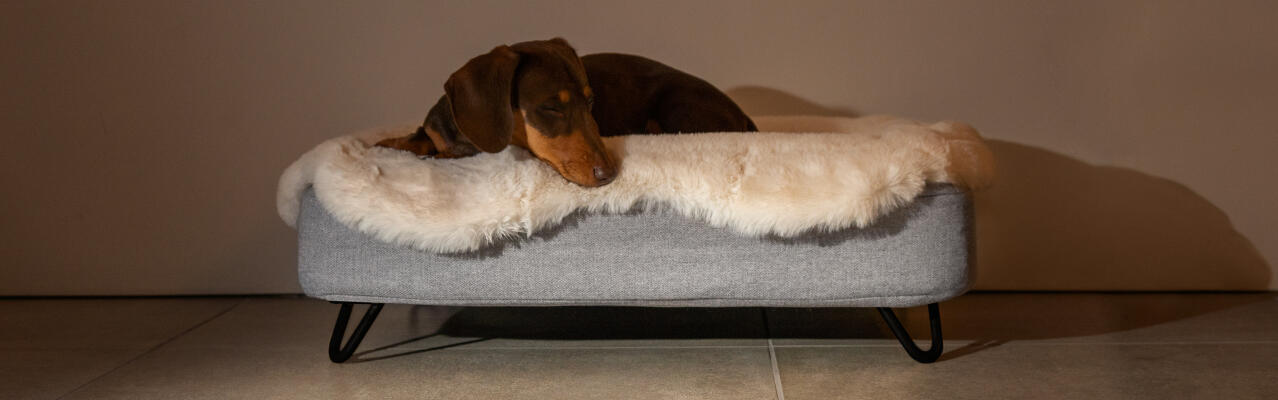 Hond slaapt in een Topology hondenbed met schapenvacht topper