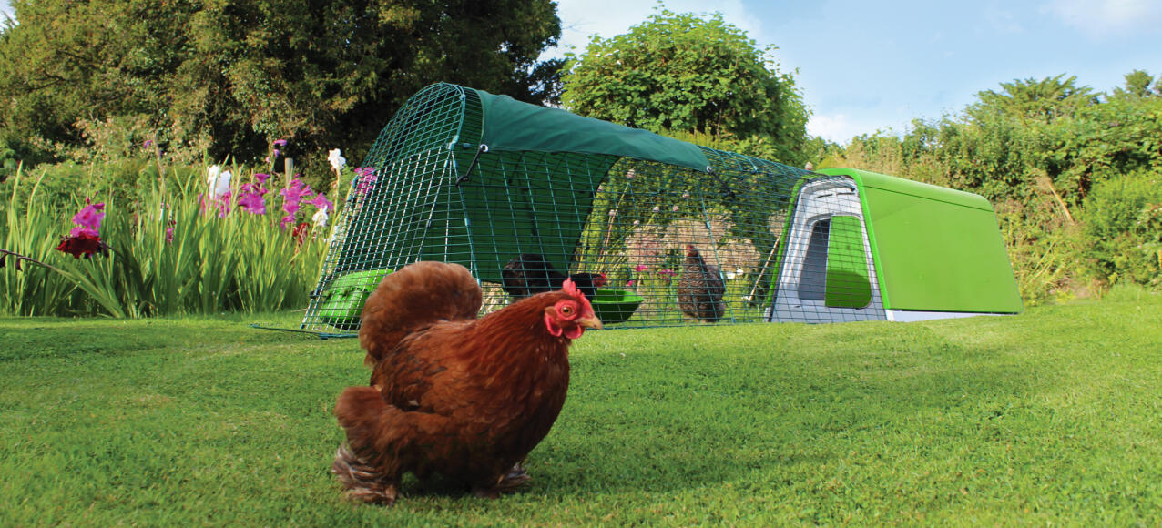 Een Eglu Go kippenhok met ren in een tuin met drie kippen