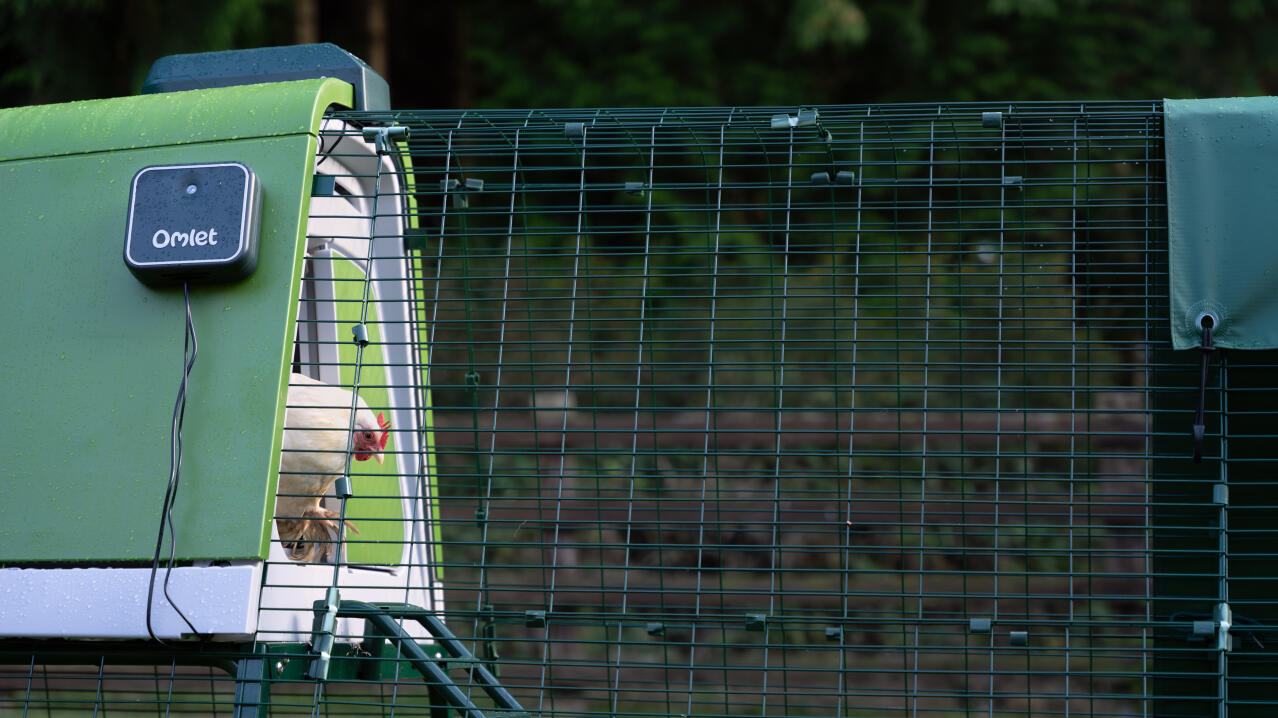 Zijaanzicht van een witte kip die uit het Eglu Go kippenhok komt met behulp van de automatische deuropener