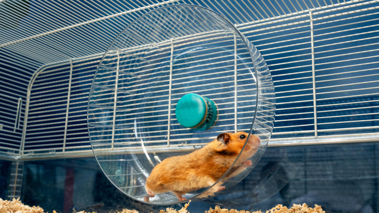 Hamster op Omlet's extra grote stille wiel