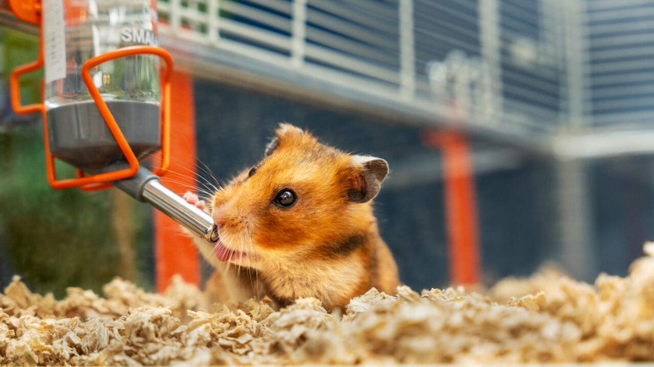 Hamster drinkt uit de waterfles in een Omlet hamsterkooi