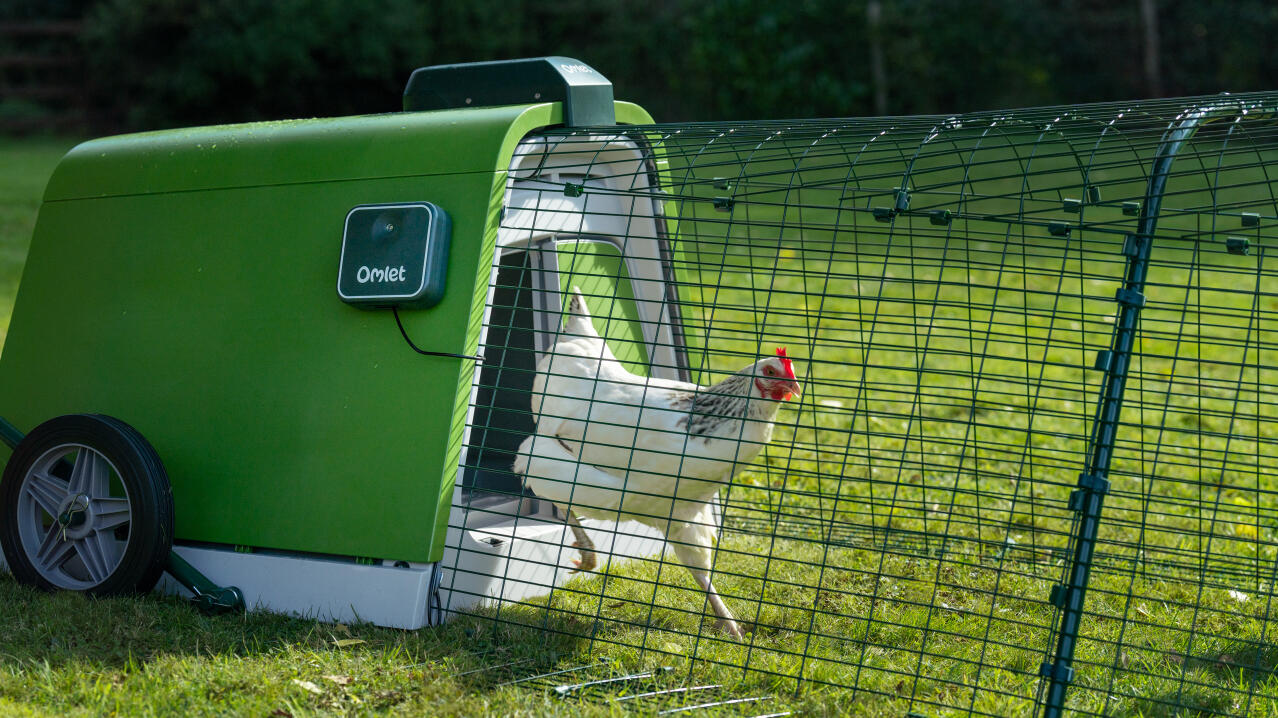 Witte kip komt uit het Eglu Go kippenhok met de automatische deuropener