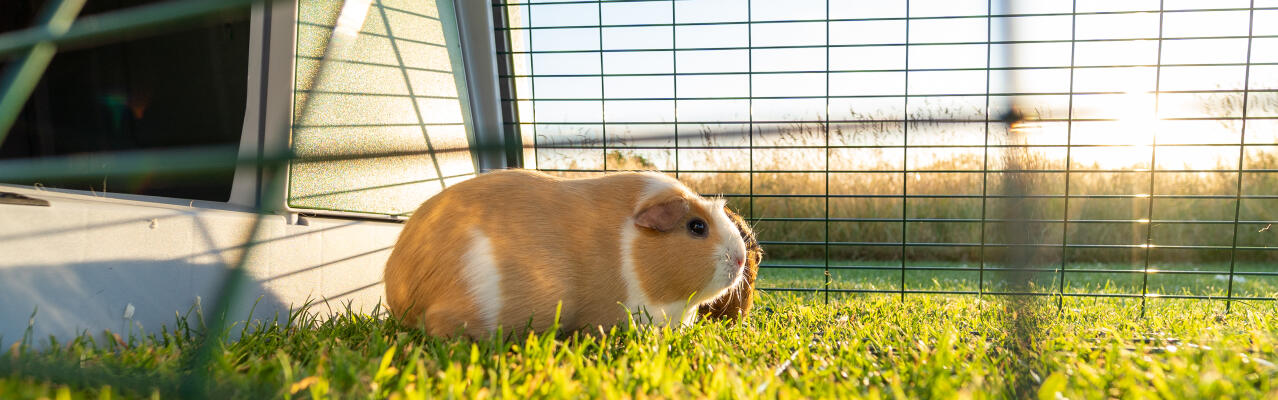 Cavia-producten ontworpen door Omlet