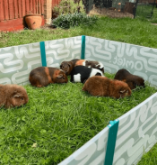 Cavia's die spelen in de grote box in een tuin.