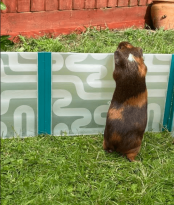 Een cavia tegen de zijkant van de grote box.