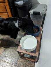 Een hond die eet uit de storm blue Omlet hondenbak die op een standaard staat.