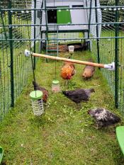 Hedemora kippen in 4 meter Eglu Cube met boerderij en entertainment. 