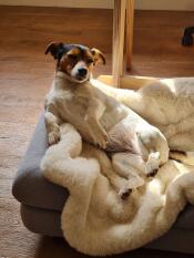 Afrekenen Getuigen Artefact Luxe hondendeken van kunstschapenvacht - Small | Omlet