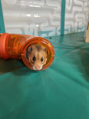 Een hamster in de tunnel in de Omlet hamsterbox.