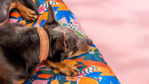 Hond rustend op avonturenland hondenbed met patroon