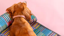 Hondenkop ondersteund op traagschuim hondenbed in pawsteps elektrisch patroon