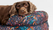 Hond rustend in traagschuim bolster hondenbed met vrolijk patroon