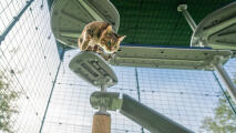 Een kat die van het trapje klimt dat bevestigd is aan de buitenkattenboom Freestyle 