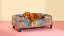 Hond rustend in een kleurrijk patterend bolster hondenbed van Omlet