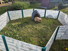 Een cavia spelend in de cavia box in een tuin.