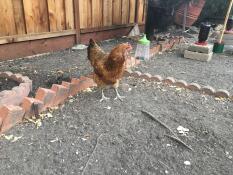 Een kip in een tuin met een hangend pik speelGoed