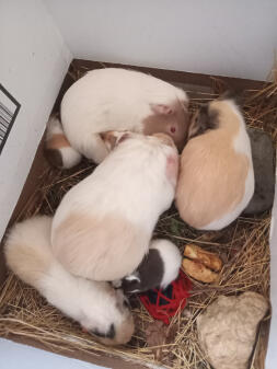 7 cavia's