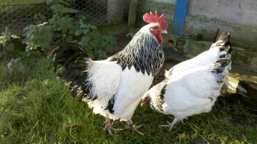 Twee kippen in de tuin