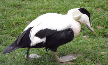 Eend op gras