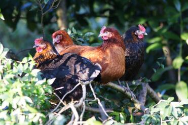 Kippen in de tuin