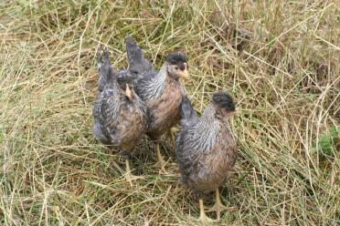 Drie crèmepootjes in de tuin