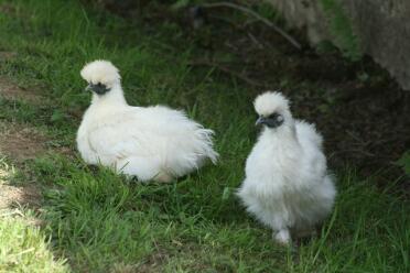 2 kippen in het gras