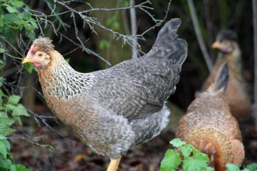 3 kippen in de tuin