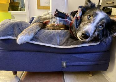 Er is een bolster bed voor elke hond