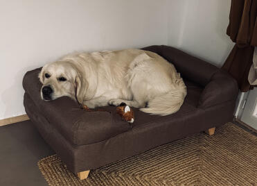 Golden retriever 40 kg . hij is dol op zijn nieuwe mand . 🧺 perfect 