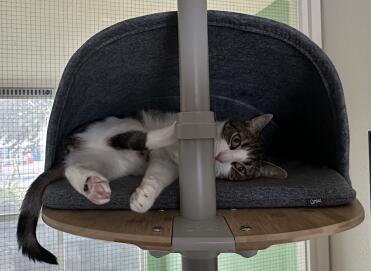 Playful cat in the cave