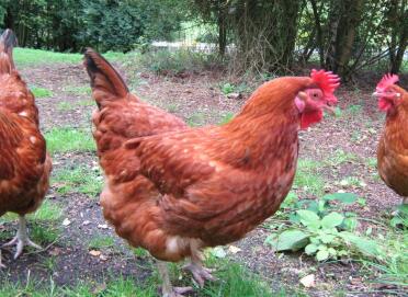 3 Gingernut ranger kippen in de tuin