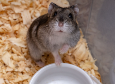 Dit is taz hij is mijn hamster