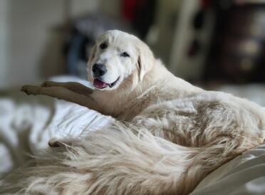 Onze mooie pyreneeën yuki