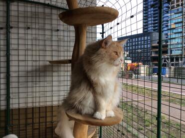 Dit is Harry op het balcon aan de straatzijde b.g waar veel mensenlangslopen ook buitenlanders die allemaal foto,s maken en alles willen weten over de geweldige  kooi