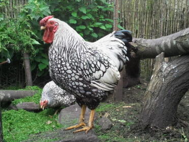 Twee kippen in de tuin