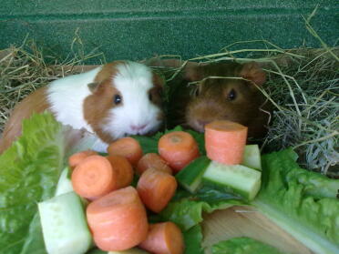 Cavia's met hun avondeten