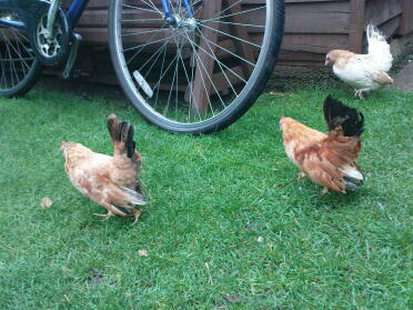 Drie kippen in de tuin op zoek naar wormen