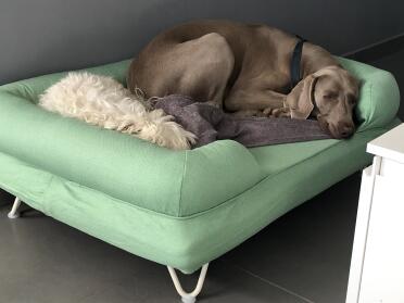 Honden genieten van het comfort van het traagschuim matras