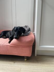 Fantastisch bed - ziet er geweldig uit en onze hond is er dol op