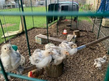 4 brahma kuikens op een zitstok (en een op de grond) - een betere foto dan de vorige?!