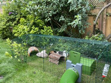 Gelukkige cavia's